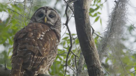 barred owl turning head and looking while sitting in vegetated tree