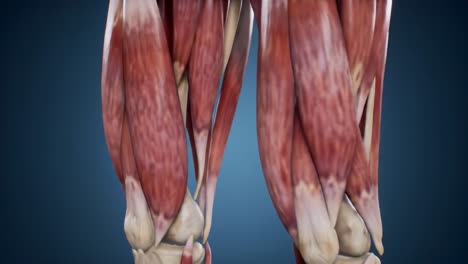 anatomical examination of human leg musculature: a detailed insight into the structure and connection of lower extremity muscles