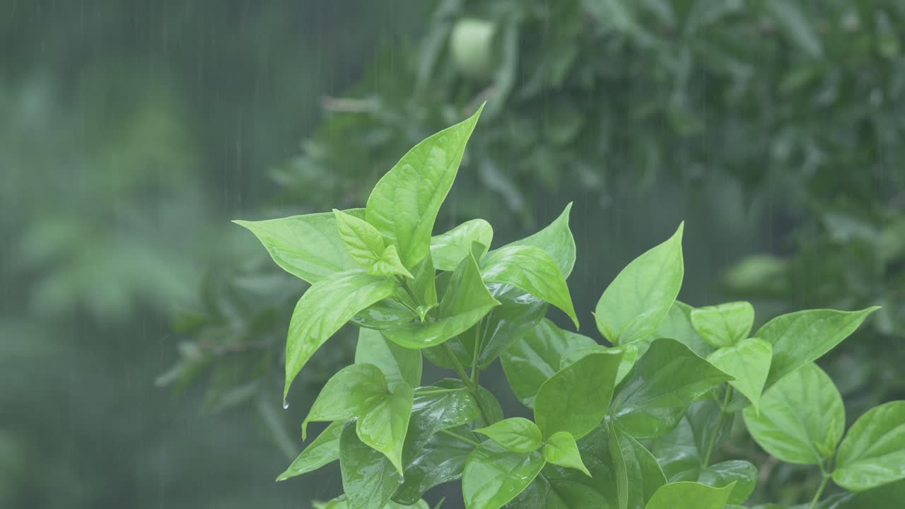 en la temporada de lluvias, el este de la india recibe fuertes lluvias durante la temporada de lluvias