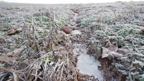 a small stream of water has frozen shut over night. it is in the middle of a cut soybean field