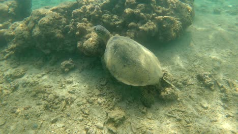 single specimen of green sea turtle resting over a coral in tropical sea waters