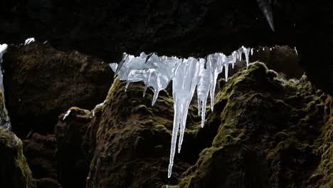 Wasser-Tropft-Von-Schmelzenden-Eiszapfen,-Die-Im-Frühjahr-Von-Einer-Klippe-Hängen