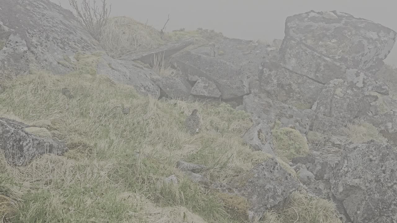 Handheld closeup of Willow Ptarmigan moving through grass in foggy Norwegian mountain terrain