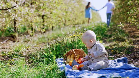 lovely little blond baby boy sits in the garden choosing a fruit in the basket. mom and dad walk at backdrop holding hands.