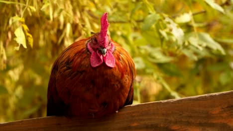 beautiful cock or rooster sitting on the fence