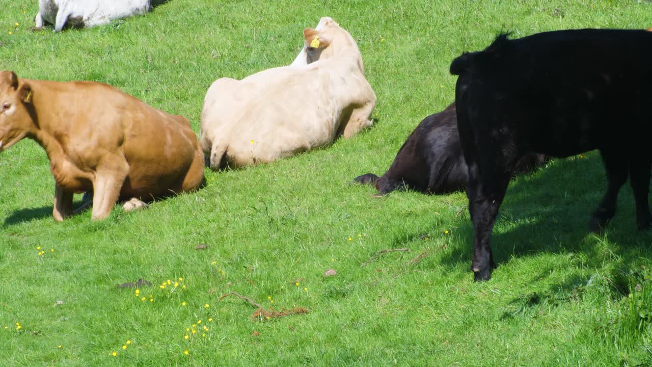 Healthy beef cow stands up in the sun and moves into the shade as others in the herd remain on the ground