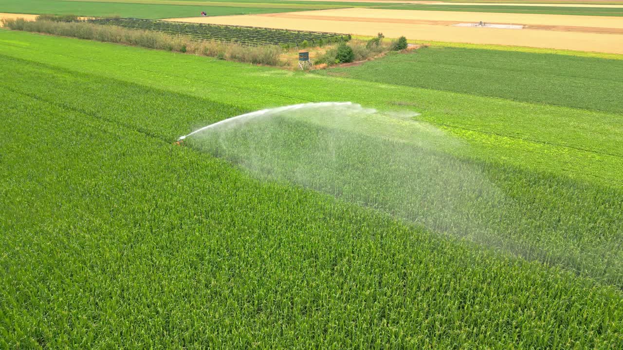 vista aérea de la irrigación por rociadores de la granja que riega los campos de maíz verde