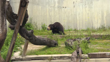 malayan sun bear remains completely still inside its enclosure. the animal appears to be sniffing or observing something, surrounded by vegetation, rocks, and wooden logs