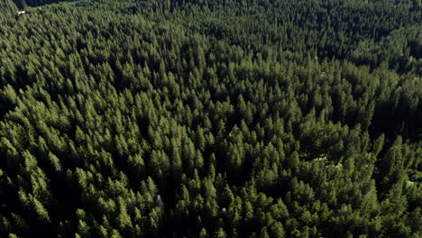 vista aérea de un denso bosque de pinos