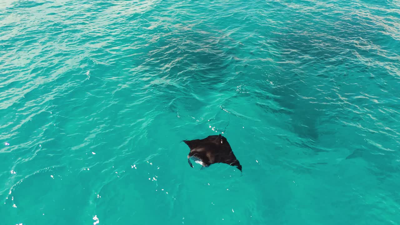 A manta ray swimming on the deep blue sea