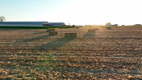 grandes fardos de forraje de maíz después de la cosecha del campo de maíz