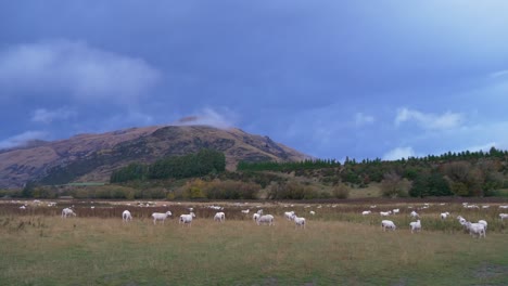 Gewitterwolken-Bilden-Sich-über-Merinoschafen,-Die-Auf-Einer-Koppel-In-Neuseeland-Grasen