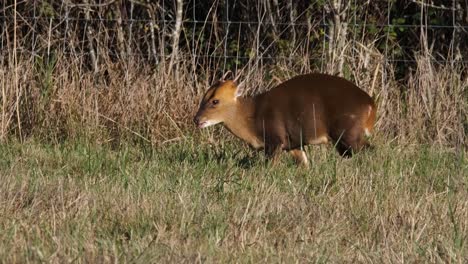 wild deer muntjac grass field animal cambridgeshire uk