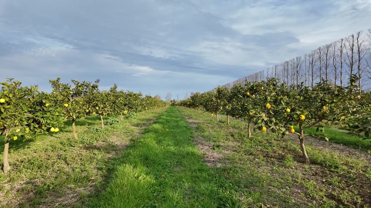 Movimento al rallentatore lungo una fila in un agrumeto di limoni.