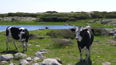 vacas comiendo hierba en el campo de suecia, halland en un hermoso día de verano