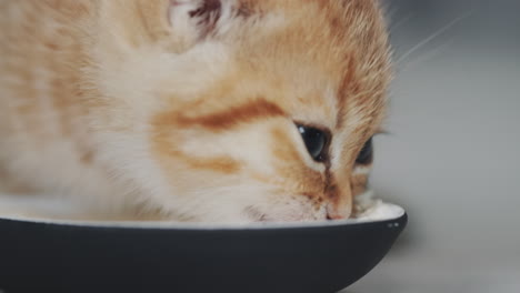 portrait of a kitten with appetite eats from a bowl