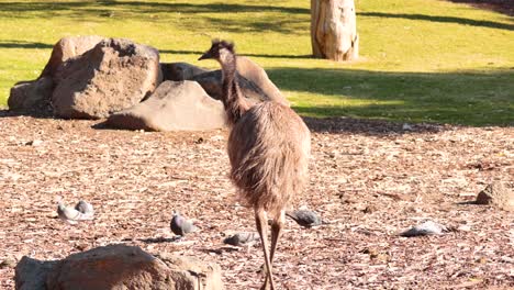 ostrich walking and exploring its enclosure