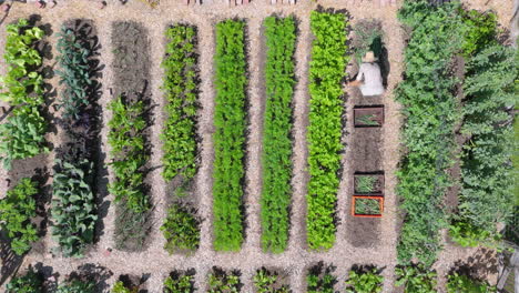aerial view of a productive vegetable garden with a gardener