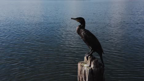 cormorán negro posado en un poste de madera en el agua, gran cormorán en nueva zelanda