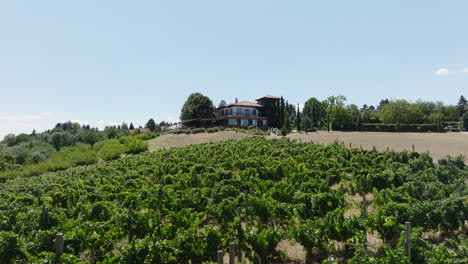 4k serbia low fly over vines at a winery just outside of belgrade