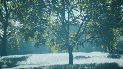 maple leaves in the wood