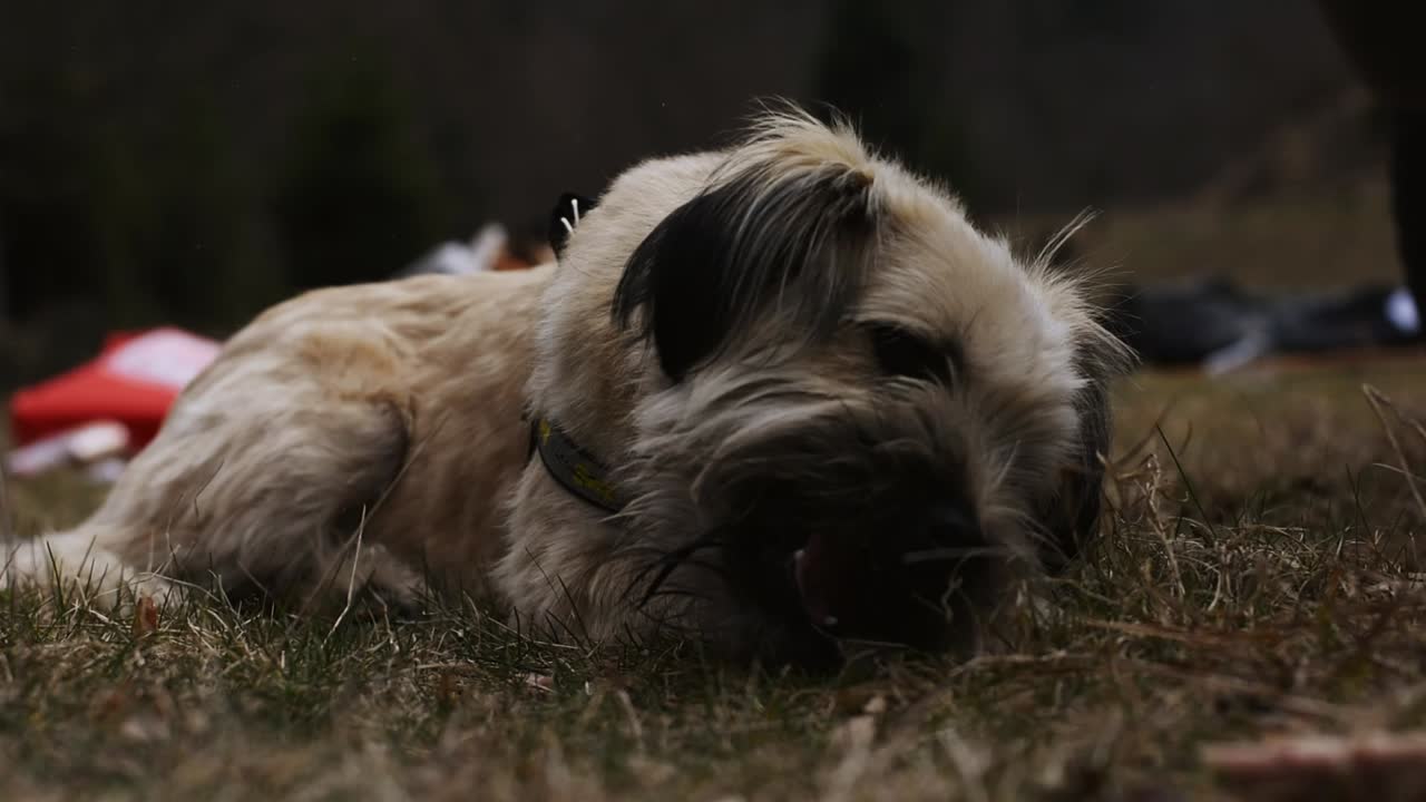 풀밭에 누워 뼈를 씹는 개