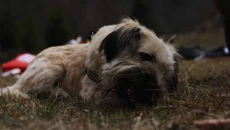 perro tirado en la hierba masticando un hueso