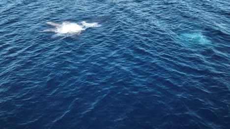 linda cría de ballena jorobada saltando y saltando de espionaje en el oeste de maui