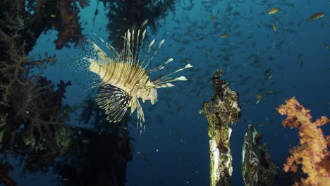 a lionfish trying to hunt a green frog fish among colorful corals and fish