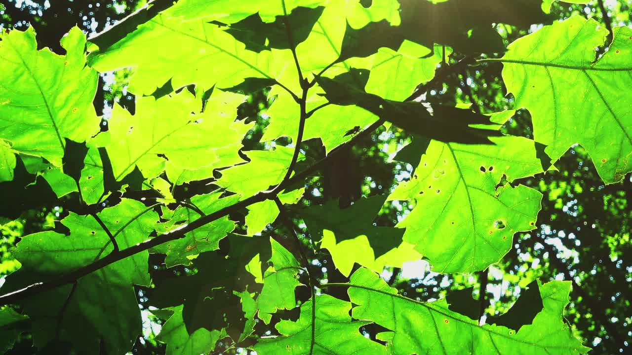 Raios de sol através das folhas das árvores