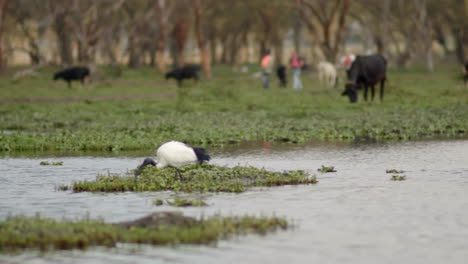 Un-Hermoso-Ibis-Busca-Alimento-En-Las-Orillas-Del-Lago-Naivasha,-Kenia,-Mientras-El-Ganado-Y-La-Gente-Deambulan-En-El-Fondo