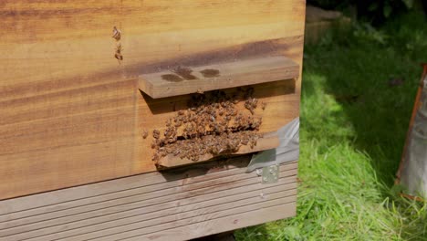 beekeeping hive, pollination, ecosystem health, insect swarm, slow motion