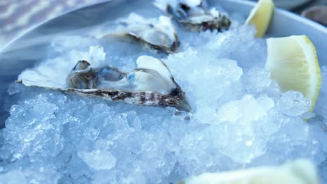 fresh oysters on a bed of ice with lemon slices, ready to be enjoyed