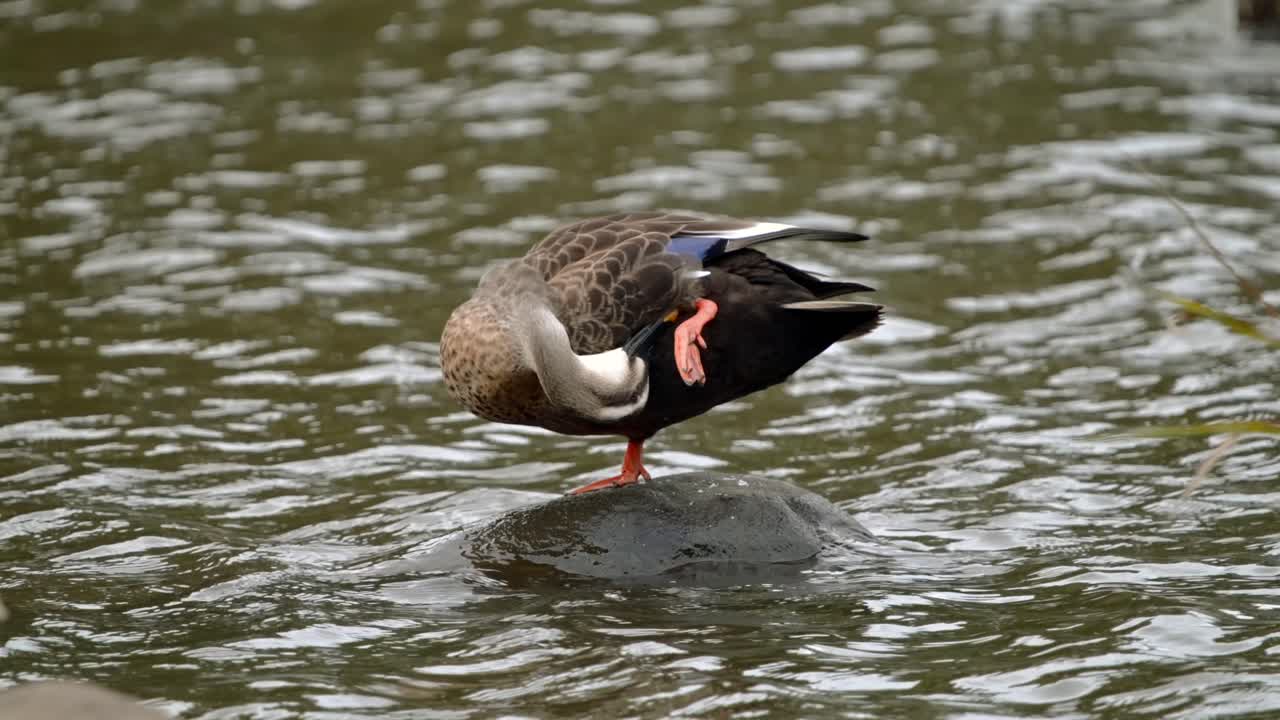 Mezza figura di un germano indiano zampe a macchie appoggiato su una zampa mentre si liscia le piume su una pietra in uno stagno, che mostra la termoregolazione e il comportamento di manutenzione delle piume comune negli uccelli acquatici