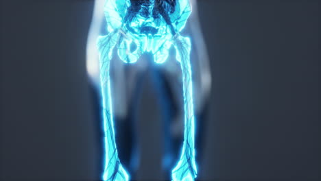 human skeleton bones and joints medical scan