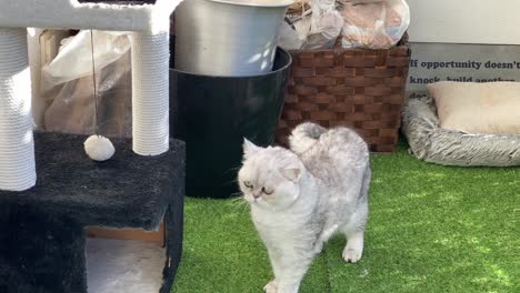 el gato persa blanco y gris se sienta en el jardín y mira a su alrededor en el día soleado.