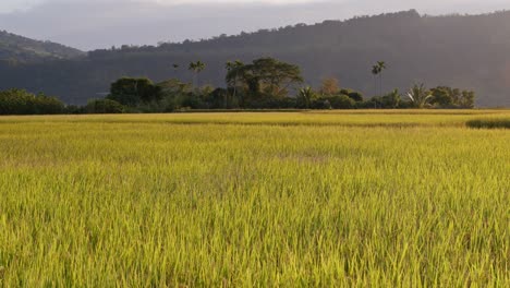 large rice field