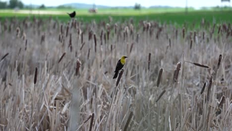 Close-shot-of-a-yellow-headed-blackbird-standing-on-the-top-of-a-wheat-spike