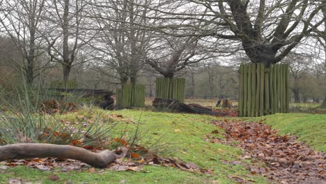 Nature-scene-of-woodland-forest-showing-fenced-protected-trees-in-autumn-nature