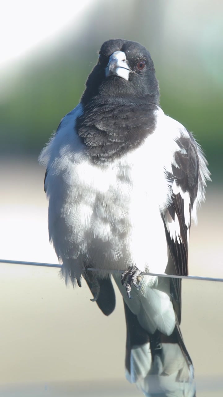 Un uccello macellaio bianconero si posa su un filo sottile, lisciandosi le piume bianche e nere all'aperto.