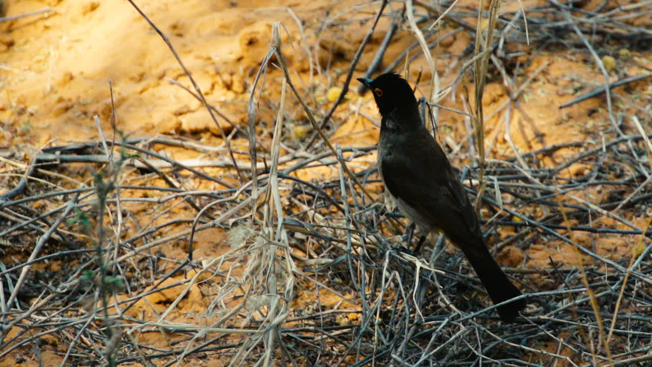 bulbul de ojos rojos se sienta en una ramita que se encuentra en el suelo arenoso