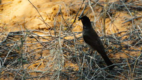 Red-eyed-bulbul-sits-on-a-twig-that-lies-on-sandy-ground