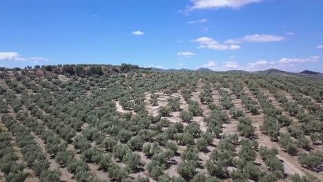 aerial shot of a big field of olive trees in the south of spain