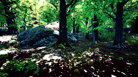 sunlight streaming through a lush forest