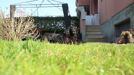 Black-dog-is-lying-down-on-the-grass-in-the-house-garden-and-looking-around