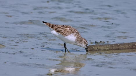 alimentándose de algunos de sus alimentos favoritos en un lodo plano, de cuello rojo stint calidris ruficollis, tailandia