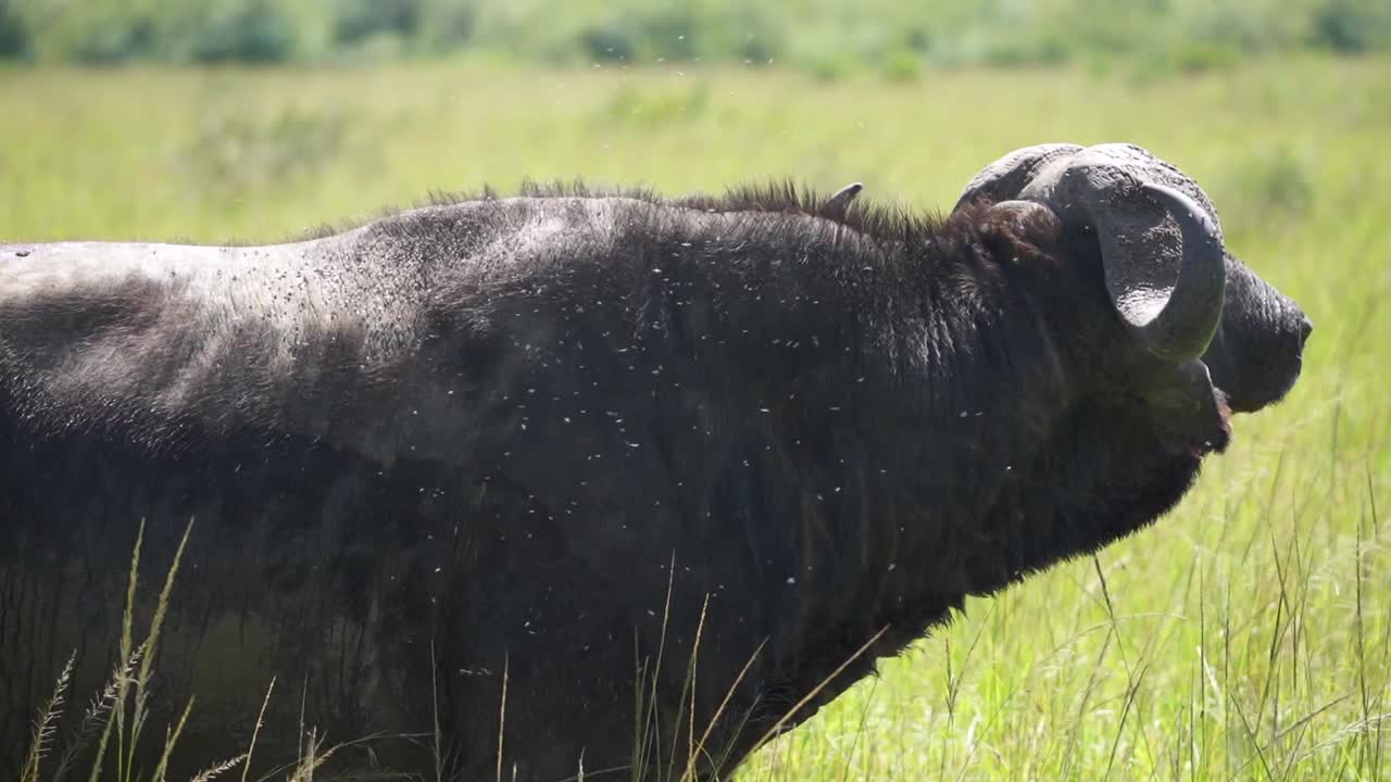African buffalo standing in tall grass with flies around it's face