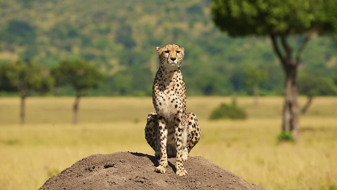 guepardo en el montículo de termitas cazando y buscando presa en un mirador mirando alrededor en áfrica, animales de safari de vida silvestre africana en masai mara, kenia en masai mara norte, hermoso retrato