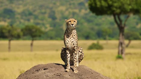 cheetah on termite mound hunting and looking for prey on a lookout looking around in africa, african wildlife safari animals in masai mara, kenya in maasai mara north, beautiful portrait