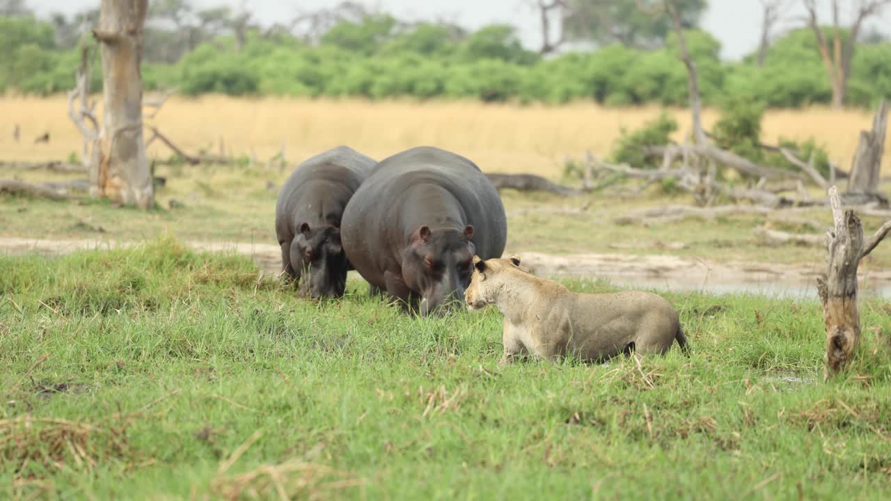 Wide shot of a lioness watching two hippos graze, Khwai Botswana.